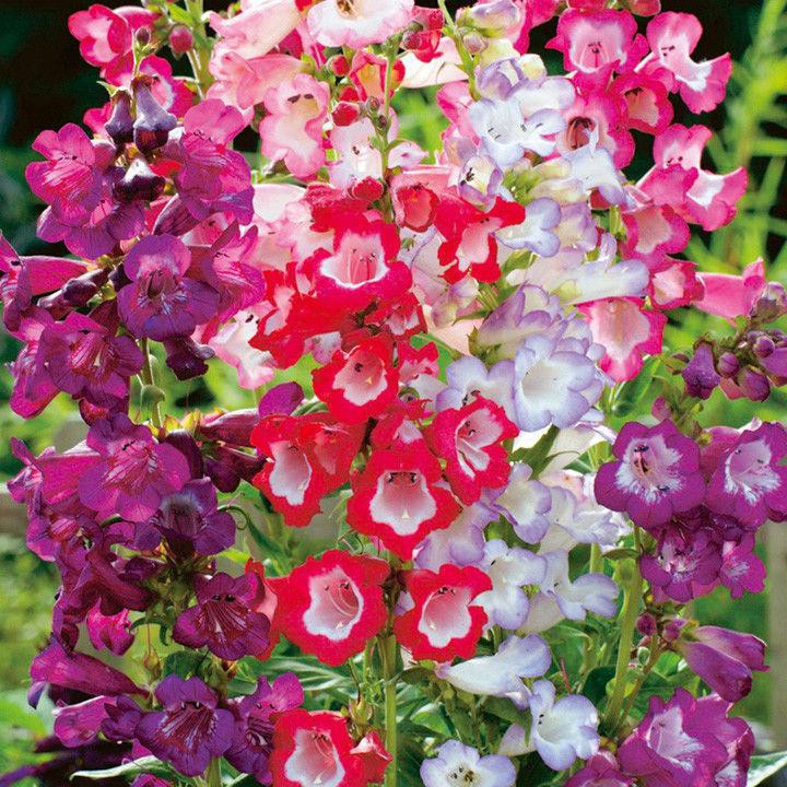 Benih Bibit Biji - Bunga Penstemon Sensation Mix Flower Seeds - IMPORT