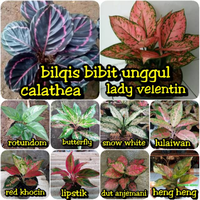 paket10 bunga aglonema lady valentine,dut anjemani/anjamani-calatea black lipstik red khocin