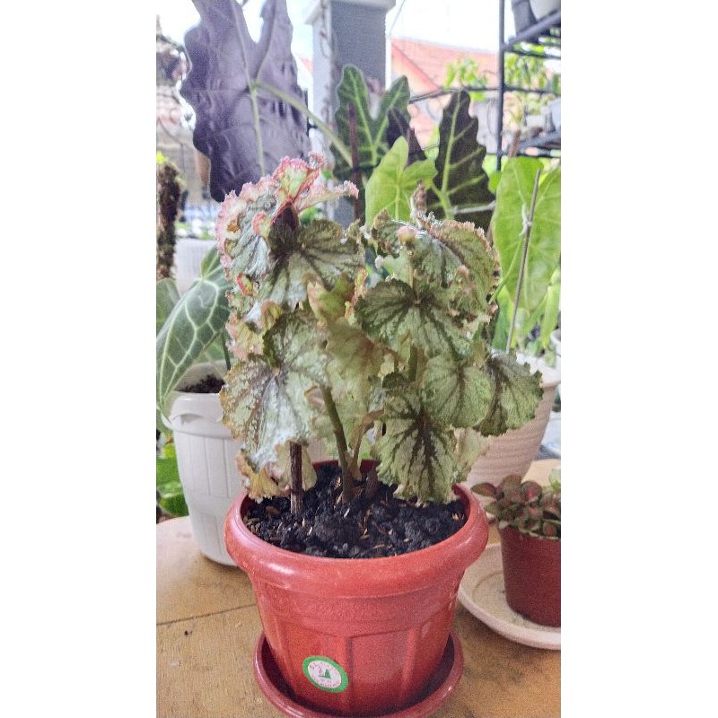 Begonia / Begonia Rex Rumpun