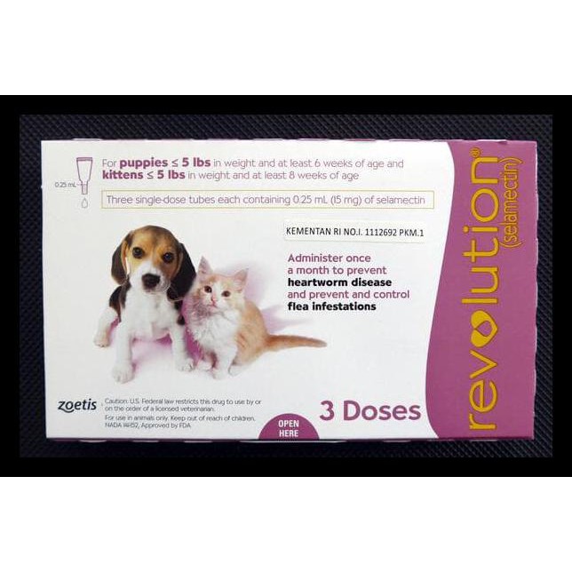 revolution cat kitten