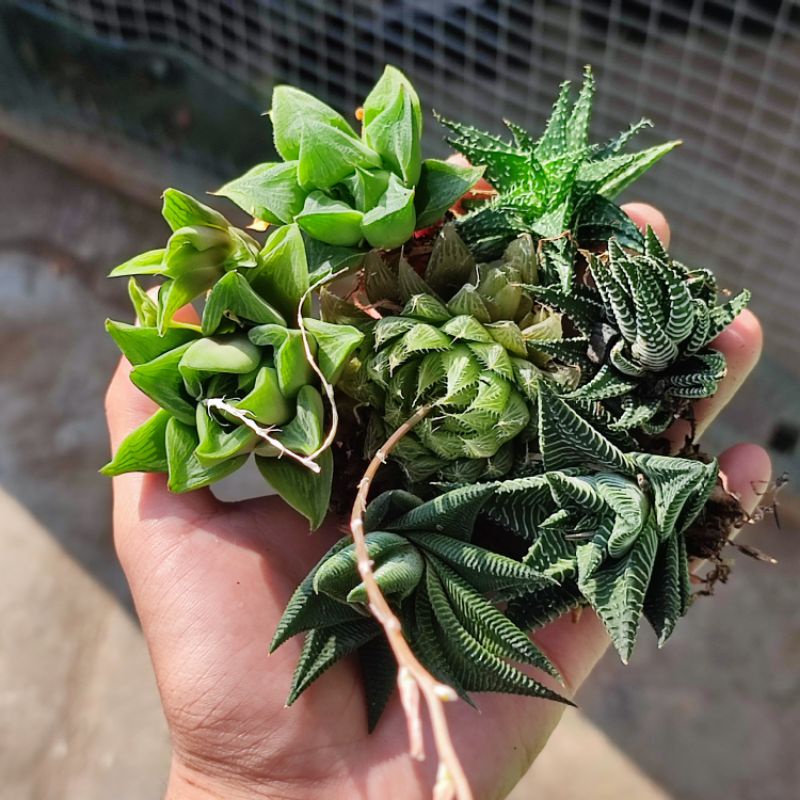 Sukulen Haworthia Medium Bebas Pilih Murah