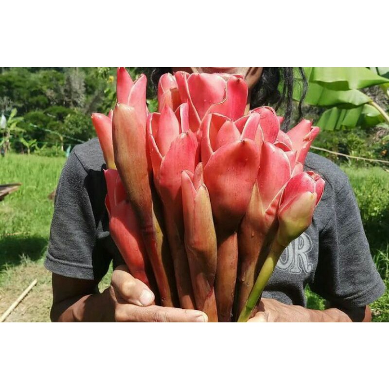 

Kecombrang Merah per Tangkai