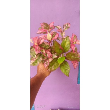 tanaman hias bunga sepatu daun merah