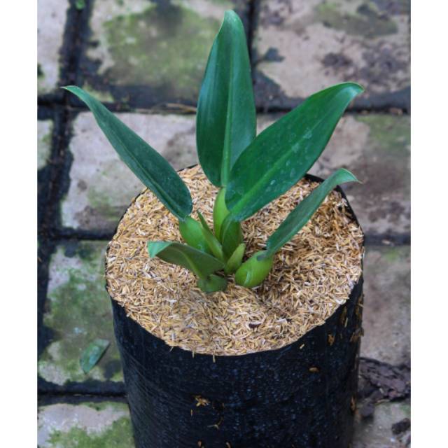 Philodendron Katak / Philo Katak