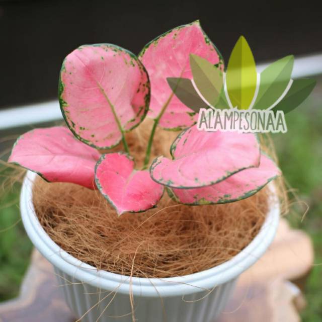 LADY VALENTINE Original - Bunga Aglonema Lady Valentine - Aglaonema