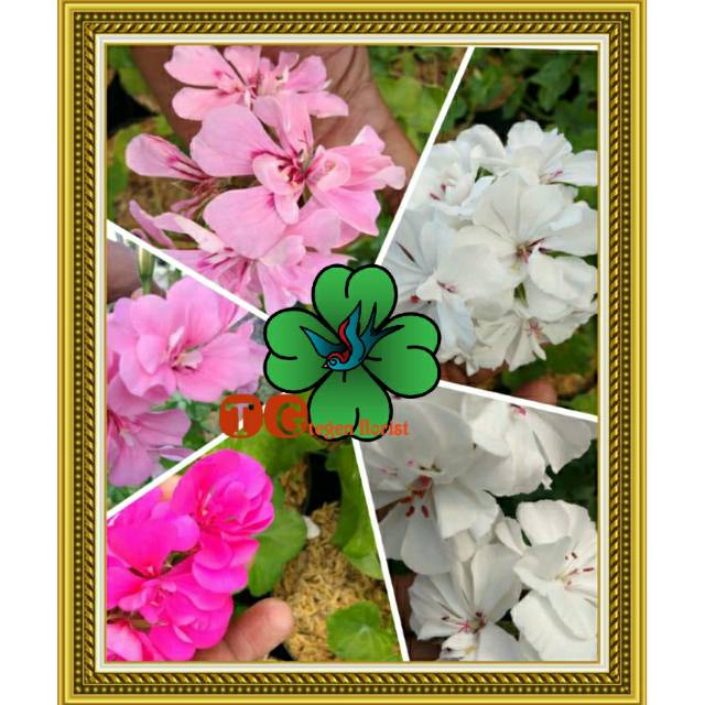 Tanaman hias - Geranium