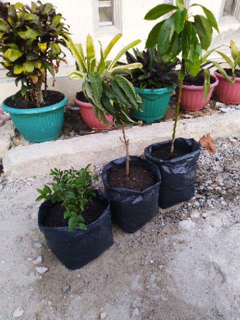 Tanaman Alpukat Mentega (tinggi 40-60 Cm)