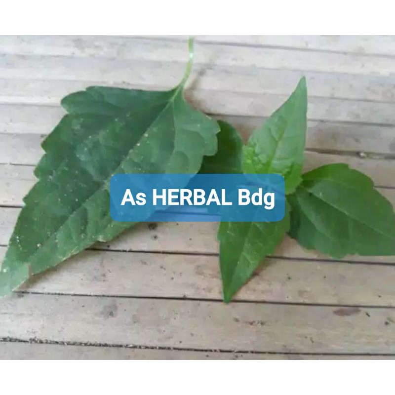 

Murni daun kirinyuh kopasanda segar 200 gram-az