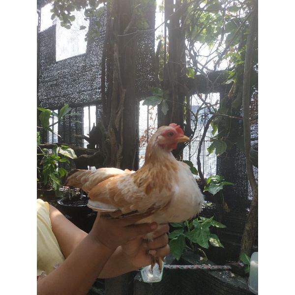 Ayam Serama Betina