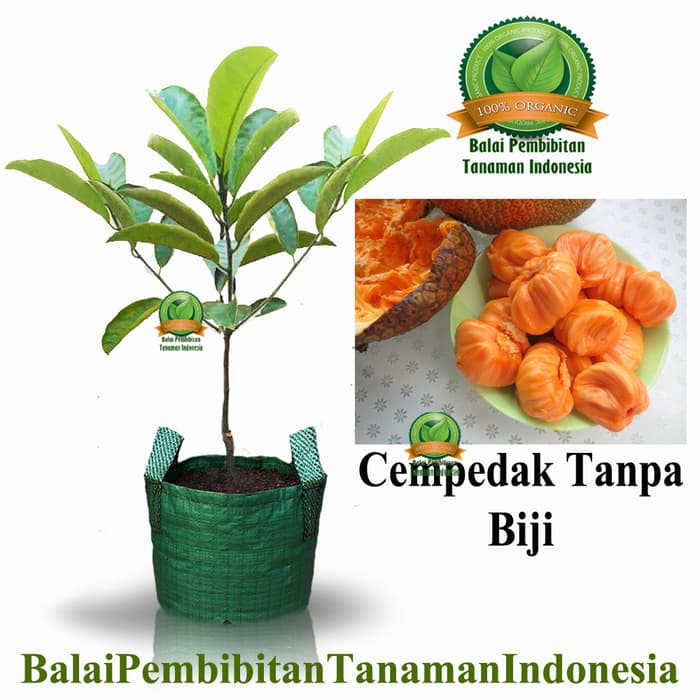 bibit cempedak tanpa biji / bibit buah / tanaman