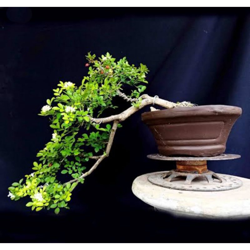 Kemuning mikro bahan Bonsai - Bibit tanaman hias kemuning