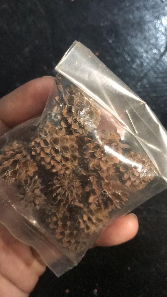 Biji Durenan Bahan Mahar Dan Craft Rustic