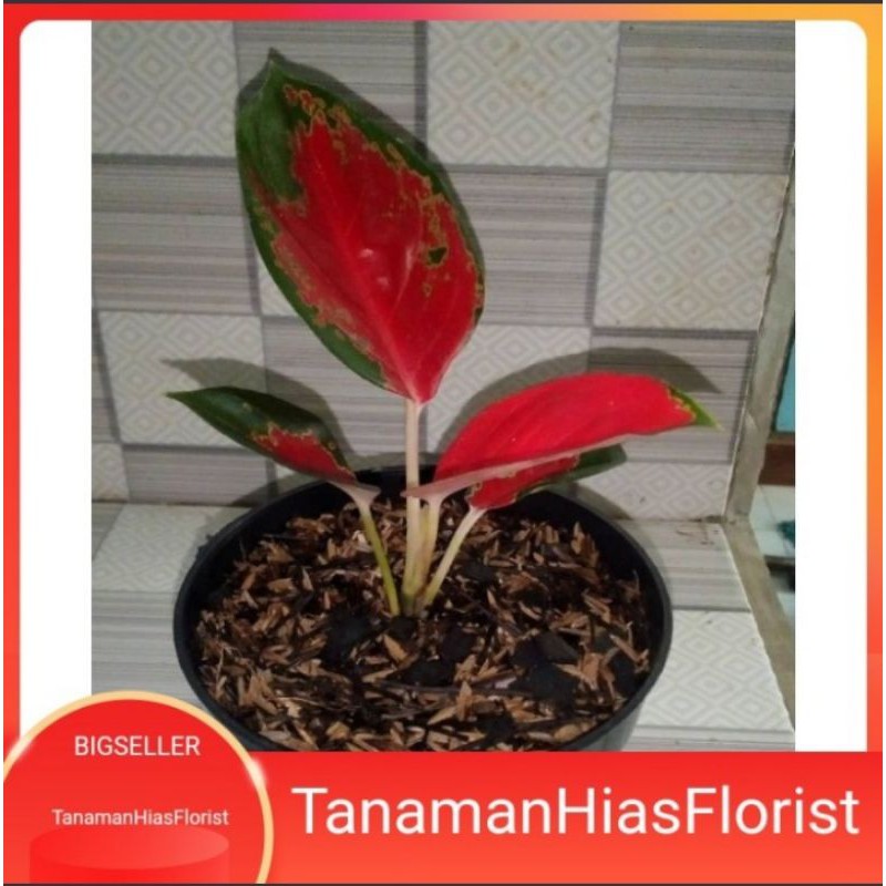 Tanaman aglonema red kocin