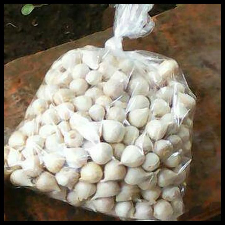 

BAWANG PUTIH TUNGGAL/BAWANG LANANG 500GR HERBAL ALAMI