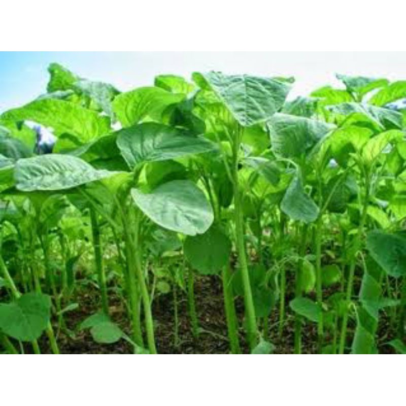 benih bayam loli / bayam hijau.