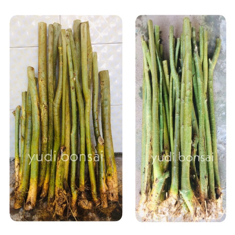 bahan bonsai serut batangan ukuran lebih besar/bahan pilihan