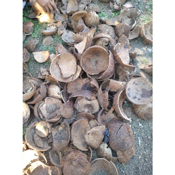 

Tempurung kelapa kering