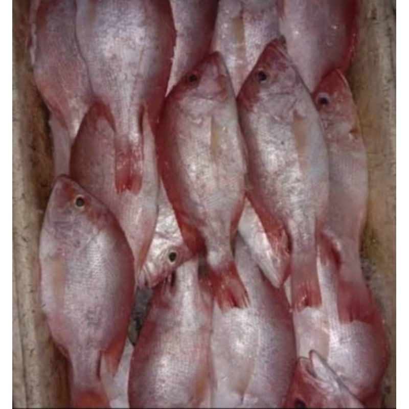 

ikan kakap merah kecil segar