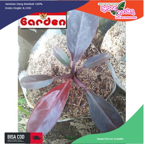 Philodendron imperial red emerald - philo red heart