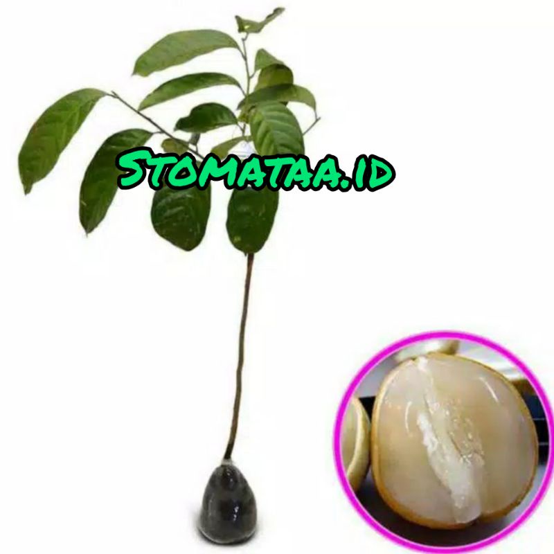 BIBIT DUKU TANPA BIJI (NON BIJI)