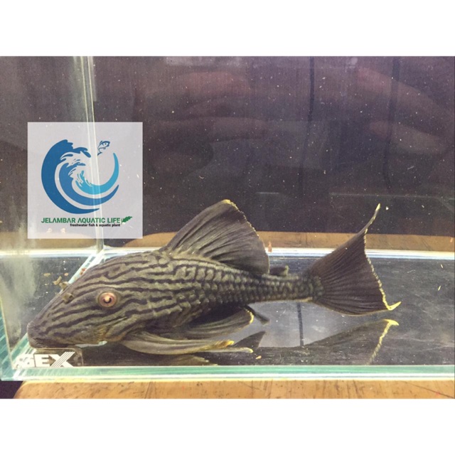 Ikan Pleco Dull Eye Royal (L191) uk.18 cm