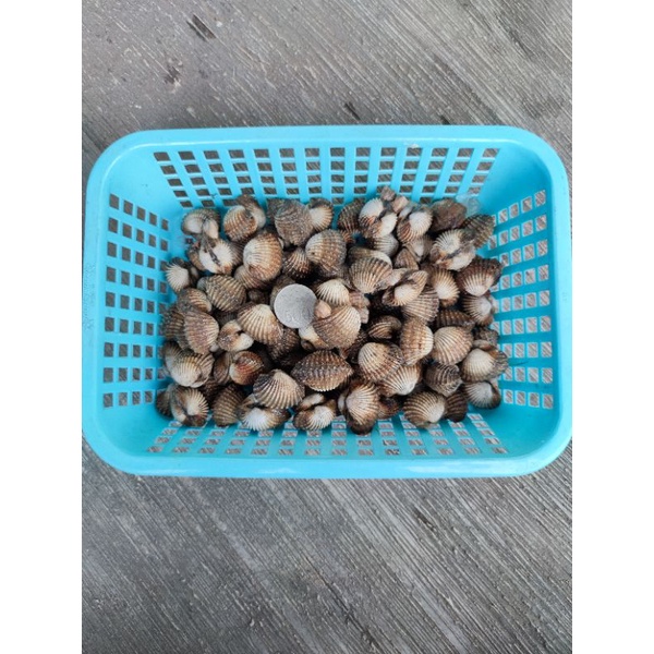

Kerang Dara besar 1 kg