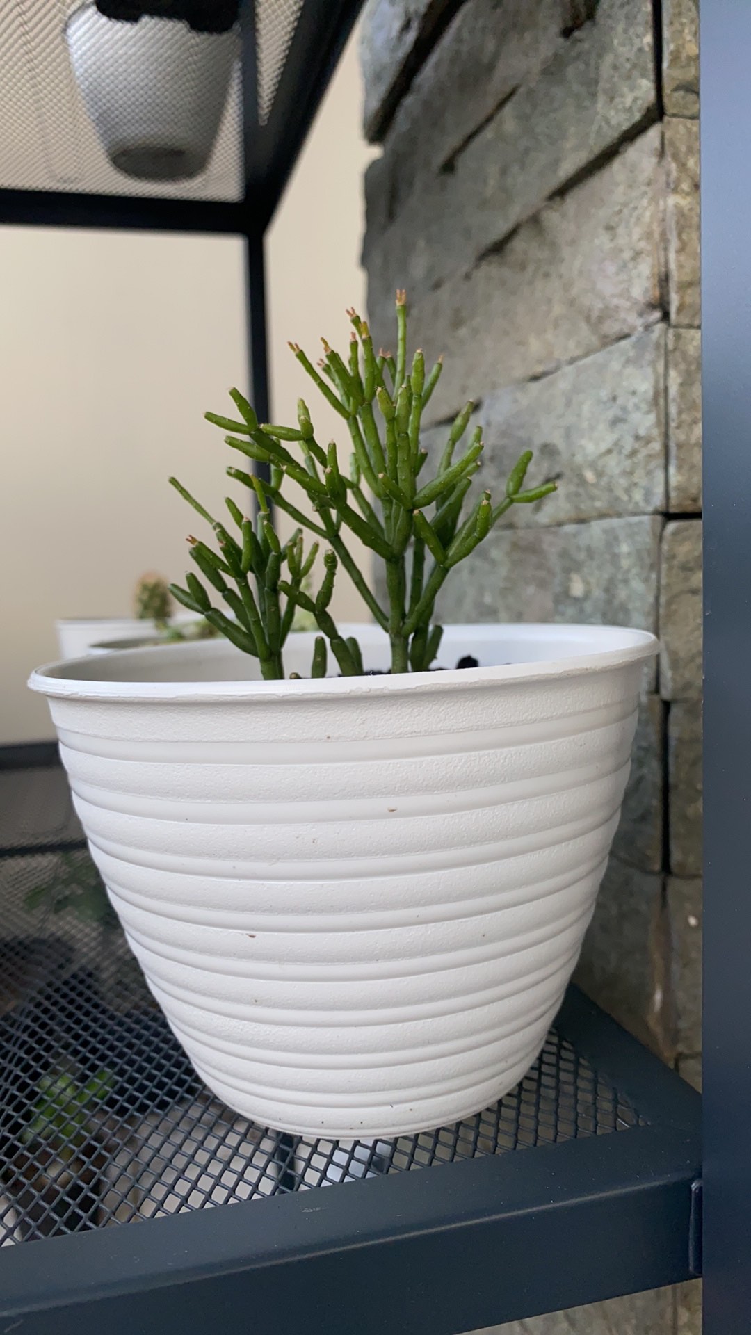 12cm Pot Tawon 12 Budi Jaya