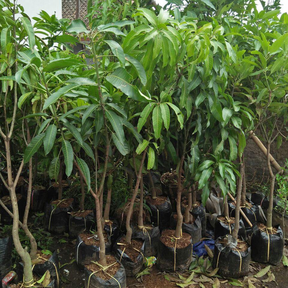 Pokok Mangga  Harum  Manis  magentarui