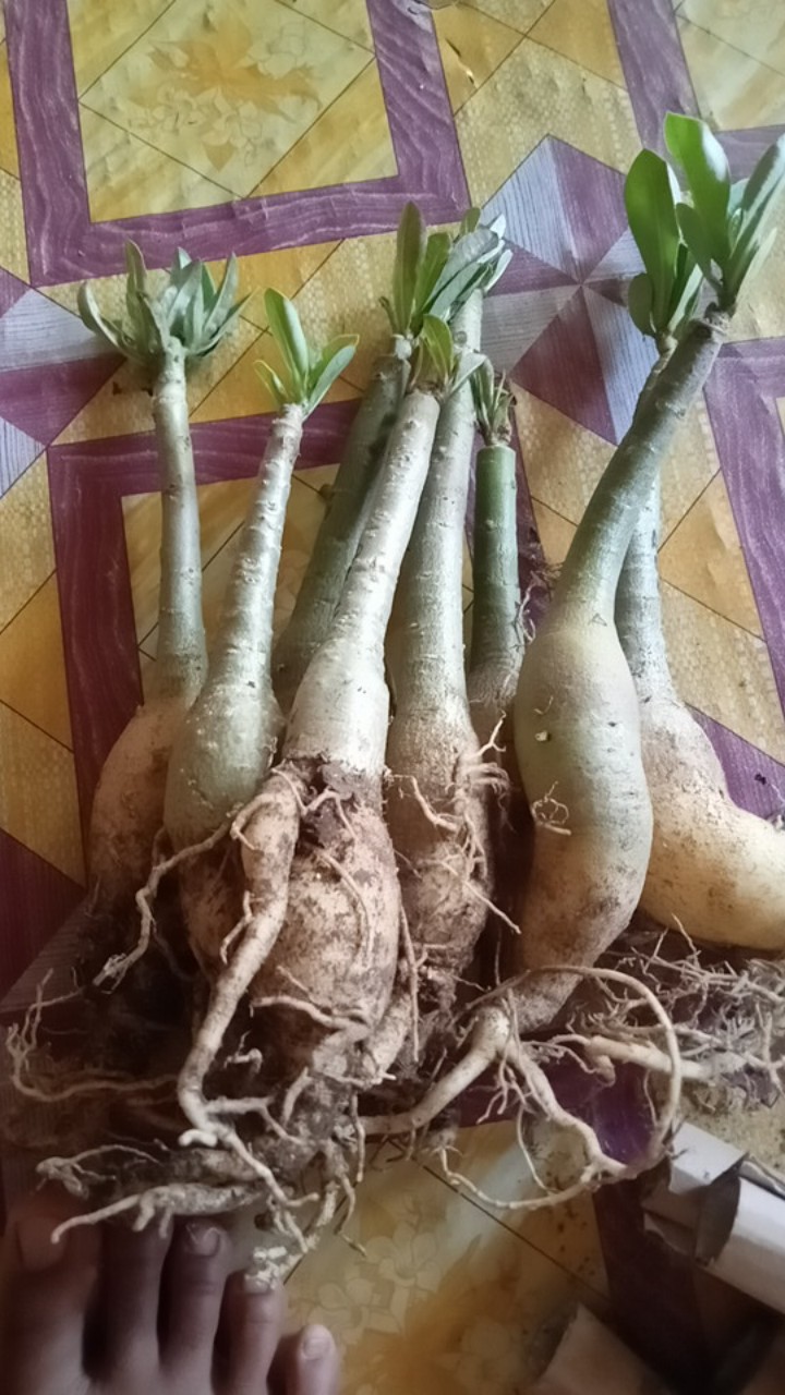 Adenium Tumpuk Jepang Bisa Cod
