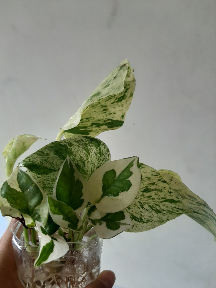 Paket Tanamn Hias Sirih Gading - Paket 4 Tanamn Hias Sirih Gading