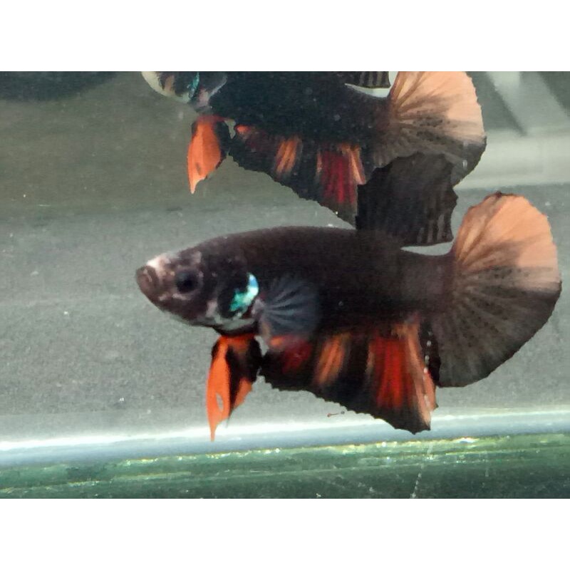 Avatar Nemo