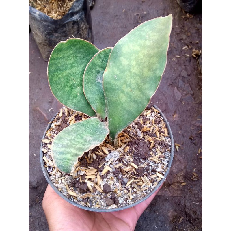 Sansivera giant mini