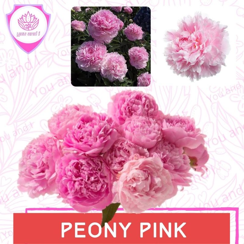 Benih PEONY PINK - Biji Bibit Bunga