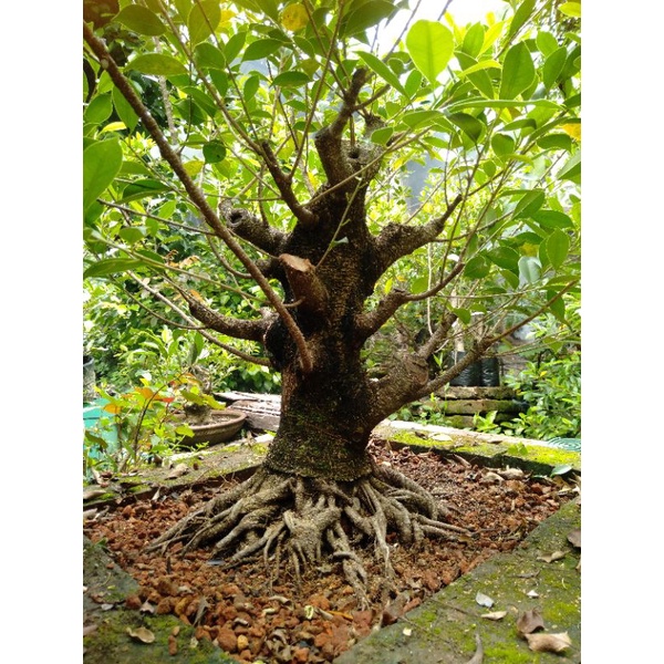 bahan bonsai ficus kimeng prospek