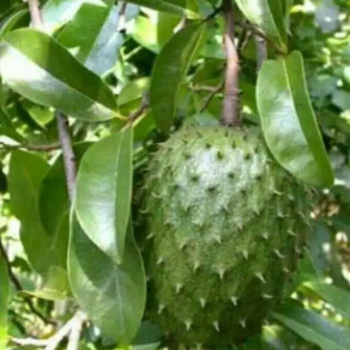 

Daun sirsak Berkhasiat 100 grm