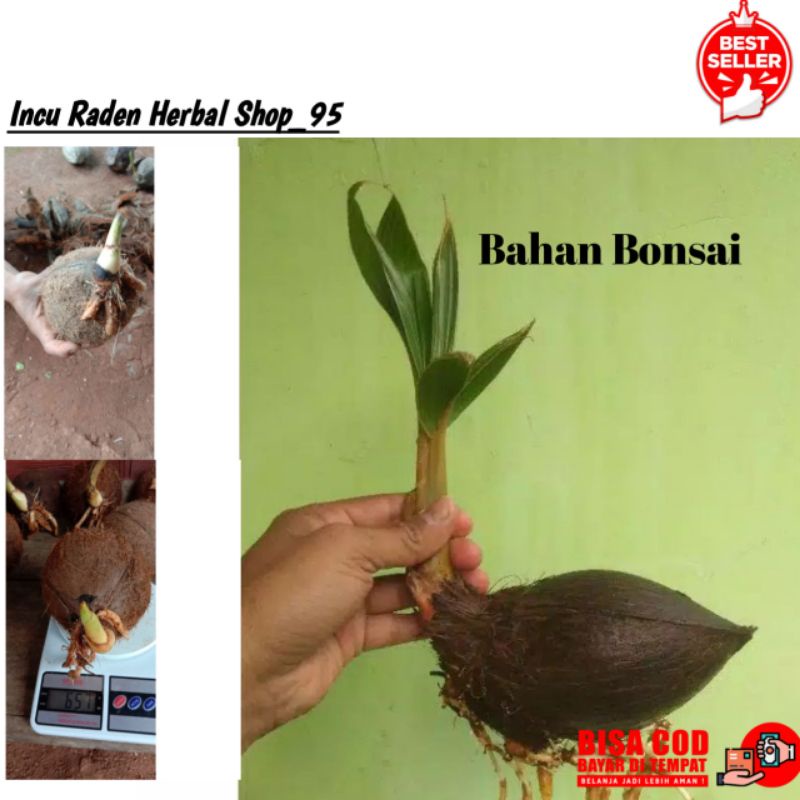 KELAPA GADING KUNING BAHAN BONSAI