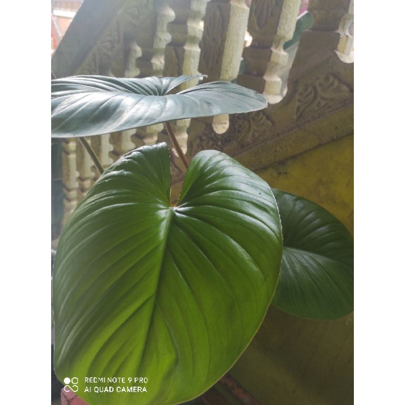 homalomena rubescents ( schismatoglottis )