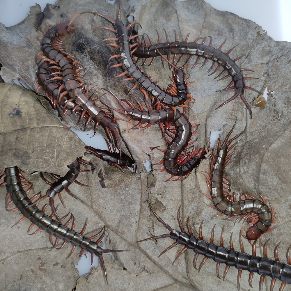 KELABANG MERAH PAKAN IKAN / KELABANG MERAH PAKAN PREDATOR / KELABANG HIDUP