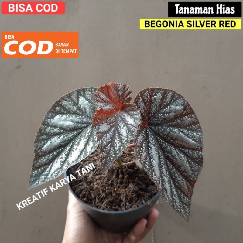 Begonia silver red - Begonia silver - Begonia