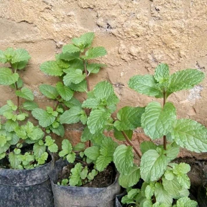 

New daun mint segar 200gr