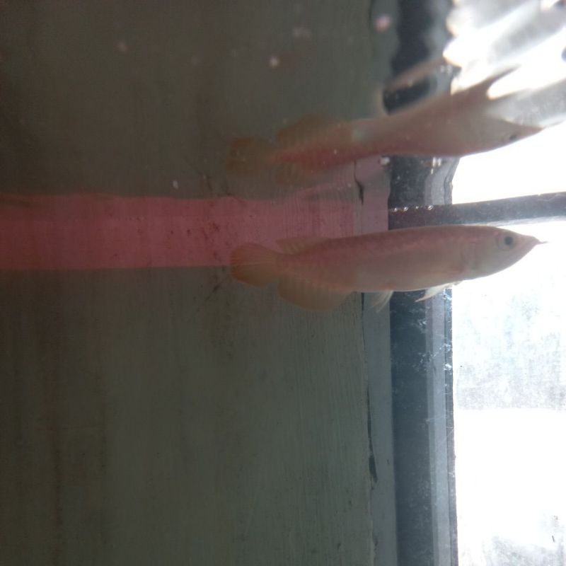 baby arwana super red