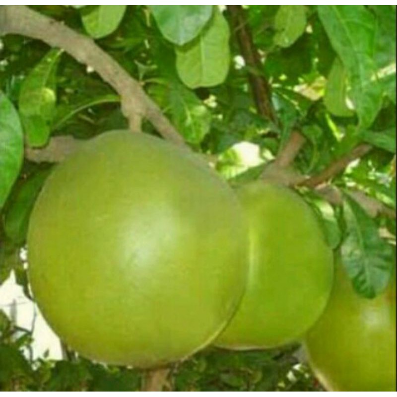 

Buah berenuk/ buah Gerenuk/ buah Maja