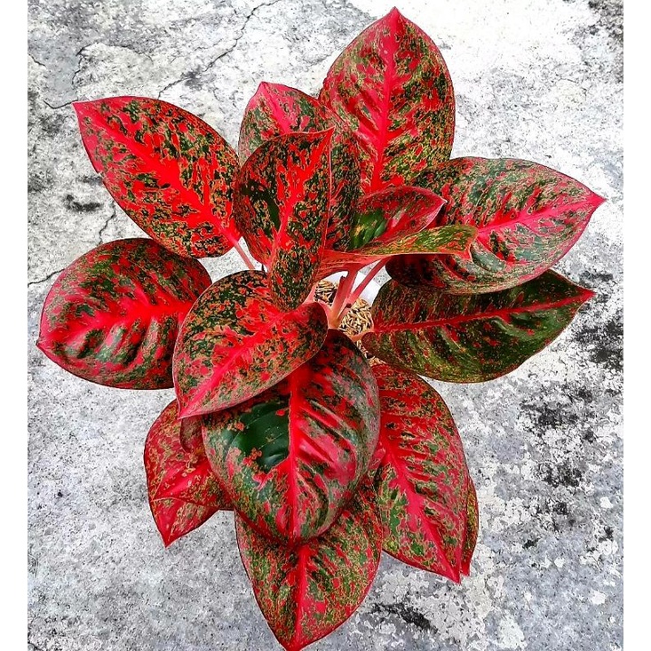 Aglonema Red Stardust Super Merah / Tanaman hias bunga aglonema aglaonema Red Stardust Termurah ( BI