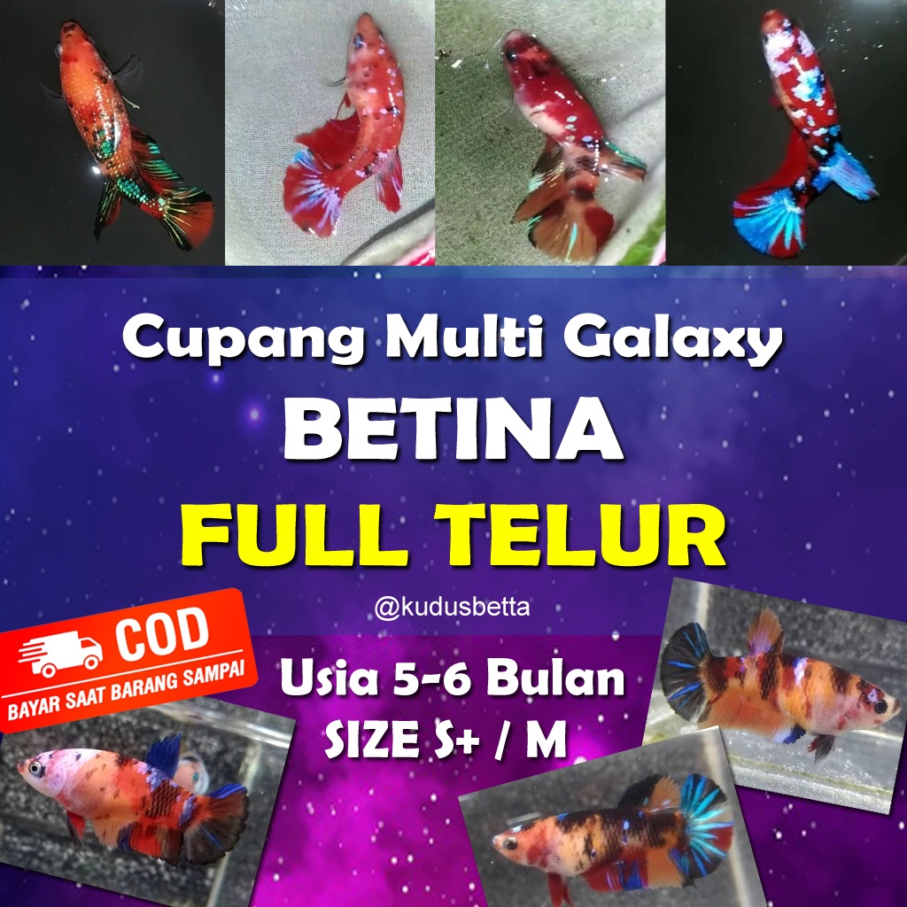 IKAN CUPANG BETINA FULL TELUR LINE MULTICOLLOR | COPPER | KOI | NEMOXY | CANDY