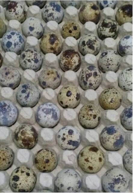 Telur Puyuh Fresh Per Kilogram Isi 90 Butir Indonesia