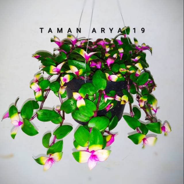 Tanaman hias gantung lidah kera