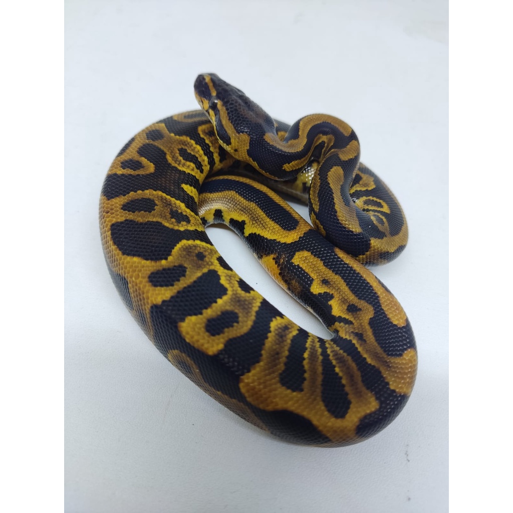 Leopard Yellow Belly Ball Python Ballpython