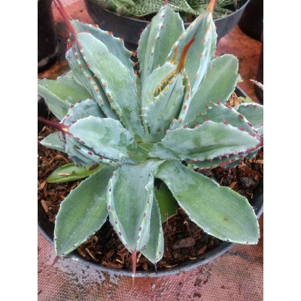 kaktus agave cubic