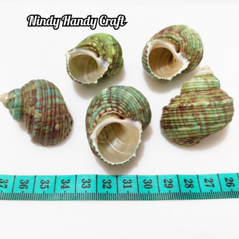 3pcs Kulit Kerang Craft Hijau - Cangkang Kerang - Kulit Kerang Craft