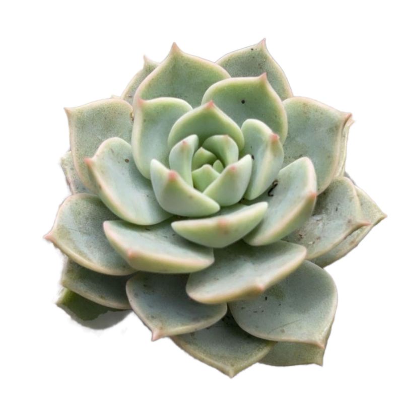 Sukulen Graptoveria Tituban